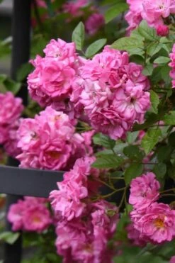 Peggy Martin Climbing Rose - 3 Gallon Pot -Stylish Garden Plant Store rosa peggy martin climbing rose 10
