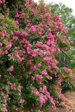 Peggy Martin Climbing Rose - 3 Gallon Pot -Stylish Garden Plant Store rosa peggy martin climbing rose 2