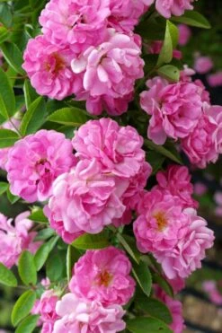 Peggy Martin Climbing Rose - 3 Gallon Pot -Stylish Garden Plant Store rosa peggy martin climbing rose 5