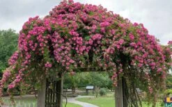 Peggy Martin Climbing Rose - 7 Gallon Pot -Stylish Garden Plant Store rosa peggy martin climbing rose 7 1