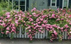 Peggy Martin Climbing Rose - 3 Gallon Pot -Stylish Garden Plant Store rosa peggy martin climbing rose 8