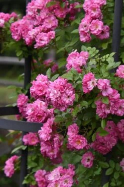Peggy Martin Climbing Rose - 3 Gallon Pot -Stylish Garden Plant Store rosa peggy martin climbing rose 9