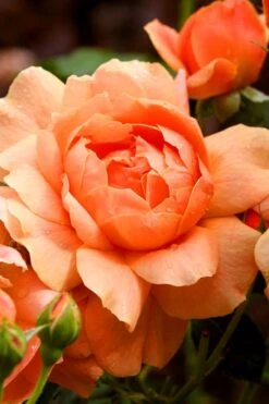 At Last Rose - 3 Gallon Pot -Stylish Garden Plant Store rose at last 3