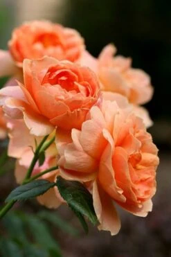 At Last Rose - 3 Gallon Pot -Stylish Garden Plant Store rose at last 4