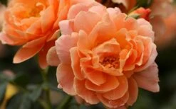 At Last Rose - 3 Gallon Pot -Stylish Garden Plant Store rose at last 5