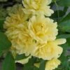 Lady Banks Yellow Rose - 2 Gallon Pot -Stylish Garden Plant Store rose lady banks yellow 29