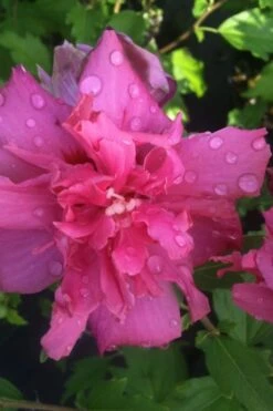 Lucy Rose Of Sharon (Single Trunk Tree) - 7 Gallon Pot (4-5') 12 Lucy Rose Of Sharon (Single Trunk Tree) - 7 Gallon Pot (4-5') -Stylish Garden Plant Store rose of sharon lucy 5