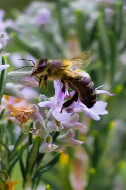 Salem Rosemary - 1 Gallon Pot -Stylish Garden Plant Store rosmarinus officinalis salem rosemary 6