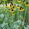 Great Coneflower (Rudbeckia Maxima ) - 6 Pack Of 1 Gallon Pots -Stylish Garden Plant Store rudbeckia maxima great coneflower 11