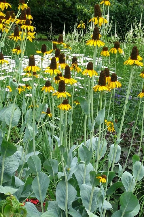Great Coneflower (Rudbeckia Maxima ) - 6 Pack Of 1 Gallon Pots 3 Great Coneflower (Rudbeckia Maxima ) - 6 Pack Of 1 Gallon Pots