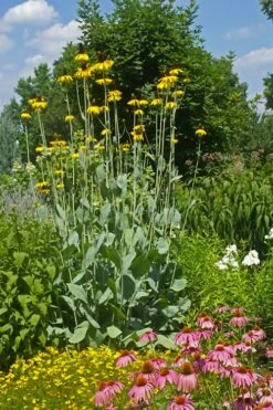 Great Coneflower (Rudbeckia Maxima ) - 6 Pack Of 1 Gallon Pots 15 Great Coneflower (Rudbeckia Maxima ) - 6 Pack Of 1 Gallon Pots -Stylish Garden Plant Store rudbeckia maxima great coneflower 12