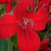 Ragin' Cajun Red Mexican Petunia (Ruellia Elegans) - 1 Gallon Pot -Stylish Garden Plant Store ruellia elegans ragin cajun red mexican petunia 1
