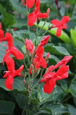 Ragin' Cajun Red Mexican Petunia (Ruellia Elegans) - 1 Gallon Pot -Stylish Garden Plant Store ruellia elegans ragin cajun red mexican petunia 2