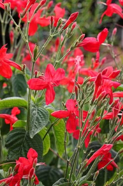 Ragin' Cajun Red Mexican Petunia (Ruellia Elegans) - 1 Gallon Pot -Stylish Garden Plant Store ruellia elegans ragin cajun red mexican petunia 3