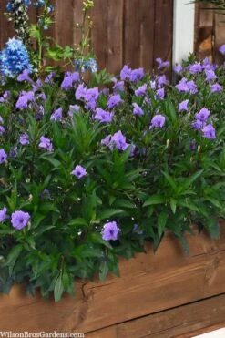 Mayan Compact Purple Mexican Petunia (Ruellia) - 5 Pack Quart Pots 9 Mayan Compact Purple Mexican Petunia (Ruellia) - 5 Pack Quart Pots -Stylish Garden Plant Store ruellia simplex mayan compact purple mexican petunia 4