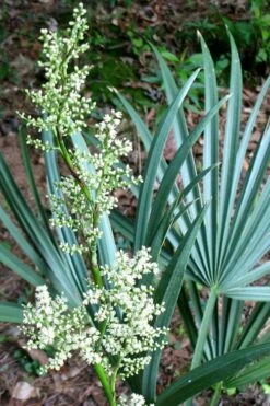 Blue Stem Dwarf Palmetto Palm (Sabal Minor) - 3 Gallon Pot 15 Blue Stem Dwarf Palmetto Palm (Sabal Minor) - 3 Gallon Pot -Stylish Garden Plant Store sabal minor dwarf blue stem palmetto palm 1 1