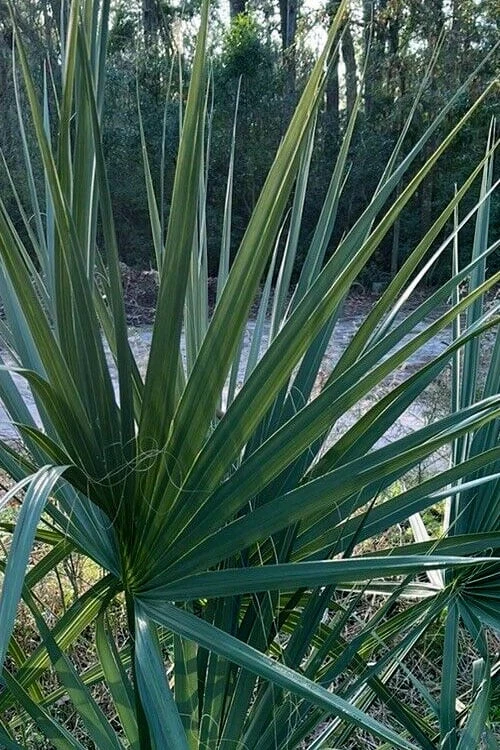 Blue Stem Dwarf Palmetto Palm (Sabal Minor) - 7 Gallon Pot 10 Blue Stem Dwarf Palmetto Palm (Sabal Minor) - 7 Gallon Pot - Image 8