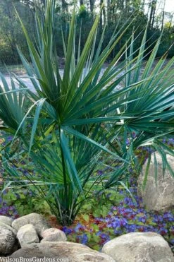 Blue Stem Dwarf Palmetto Palm (Sabal Minor) - 7 Gallon Pot 13 Blue Stem Dwarf Palmetto Palm (Sabal Minor) - 7 Gallon Pot -Stylish Garden Plant Store sabal minor dwarf blue stem palmetto palm 5