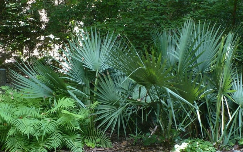 Blue Stem Dwarf Palmetto Palm (Sabal Minor) - 7 Gallon Pot 9 Blue Stem Dwarf Palmetto Palm (Sabal Minor) - 7 Gallon Pot - Image 7