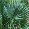 Blue Stem Dwarf Palmetto Palm (Sabal Minor) - 3 Gallon Pot -Stylish Garden Plant Store sabal minor dwarf blue stem palmetto palm 7 1
