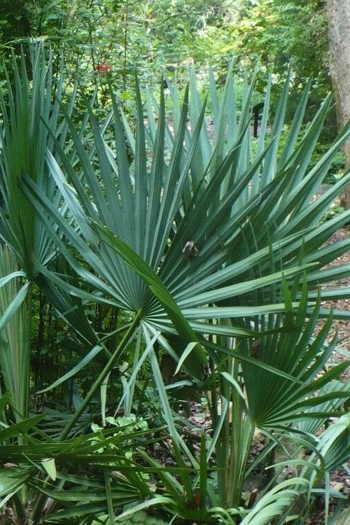 Blue Stem Dwarf Palmetto Palm (Sabal Minor) - 7 Gallon Pot 3 Blue Stem Dwarf Palmetto Palm (Sabal Minor) - 7 Gallon Pot
