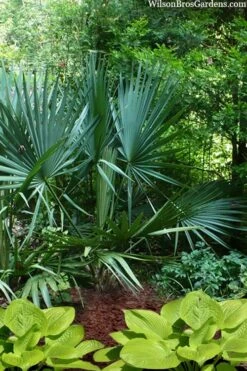 Blue Stem Dwarf Palmetto Palm (Sabal Minor) - 3 Gallon Pot 14 Blue Stem Dwarf Palmetto Palm (Sabal Minor) - 3 Gallon Pot -Stylish Garden Plant Store sabal minor dwarf blue stem palmetto palm 8 1