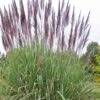 Ravenna Hardy Pampas Grass - 1 Gallon Pot -Stylish Garden Plant Store sacccharum ravennae hardy pampas grass 3