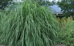Ravenna Hardy Pampas Grass - 1 Gallon Pot -Stylish Garden Plant Store sacccharum ravennae hardy pampas grass 4