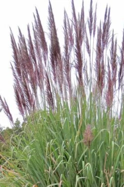Ravenna Hardy Pampas Grass - 1 Gallon Pot -Stylish Garden Plant Store sacccharun ravennae hardy pampas grass 2