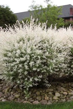Flamingo Dappled Willow (Shrub Form) - 2 Gallon Pot -Stylish Garden Plant Store salix integra flamingo dappled willow bush 2