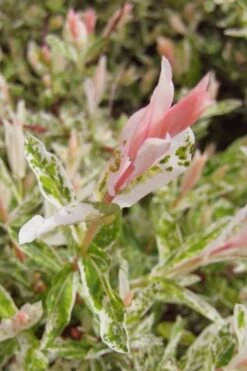 Flamingo Dappled Willow (Shrub Form) - 1 Gallon Pot -Stylish Garden Plant Store salix integra flamingo dappled willow bush 3 1