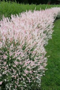 Flamingo Dappled Willow (Shrub Form) - 1 Gallon Pot -Stylish Garden Plant Store salix integra flamingo dappled willow bush 4 1
