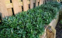 Fragrant Valley Sweetbox (Sarcococca) - 2 Gallon Pot 12 Fragrant Valley Sweetbox (Sarcococca) - 2 Gallon Pot -Stylish Garden Plant Store sarcoccoca hookeriana sarsid 1 fragrant valley sweetbox 10