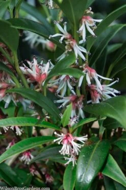 Fragrant Valley Sweetbox (Sarcococca) - 2 Gallon Pot 14 Fragrant Valley Sweetbox (Sarcococca) - 2 Gallon Pot -Stylish Garden Plant Store sarcoccoca hookeriana sarsid 1 fragrant valley sweetbox 5