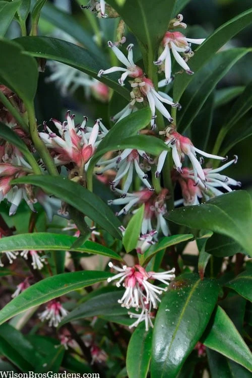 Fragrant Valley Sweetbox (Sarcococca) - 2 Gallon Pot 8 Fragrant Valley Sweetbox (Sarcococca) - 2 Gallon Pot - Image 6