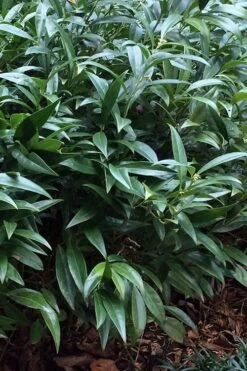 Fragrant Valley Sweetbox (Sarcococca) - 2 Gallon Pot 13 Fragrant Valley Sweetbox (Sarcococca) - 2 Gallon Pot -Stylish Garden Plant Store sarcoccoca hookeriana sarsid 1 fragrant valley sweetbox 6