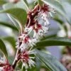 Fragrant Valley Sweetbox (Sarcococca) - 2 Gallon Pot -Stylish Garden Plant Store sarcoccoca hookeriana sarsid 1 fragrant valley sweetbox 7