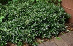 Fragrant Valley Sweetbox (Sarcococca) - 2 Gallon Pot 15 Fragrant Valley Sweetbox (Sarcococca) - 2 Gallon Pot -Stylish Garden Plant Store sarcoccoca hookeriana sarsid 1 fragrant valley sweetbox 9