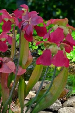 Bug Bat Pitcher Plant (Sarracenia) - 2.5 Quart Pot -Stylish Garden Plant Store sarracenia bug bat pitcher plant 1