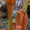 Bug Bat Pitcher Plant (Sarracenia) - 2.5 Quart Pot -Stylish Garden Plant Store sarracenia bug bat pitcher plant 2