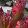 Scarlet Belle Pitcher Plant (Sarracenia) - 2.5 Quart Pot 2 Scarlet Belle Pitcher Plant (Sarracenia) - 2.5 Quart Pot -Stylish Garden Plant Store sarracenia scarlet belle pitcher plant 1