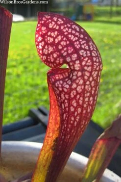 Scarlet Belle Pitcher Plant (Sarracenia) - 2.5 Quart Pot -Stylish Garden Plant Store sarracenia scarlet belle pitcher plant 2