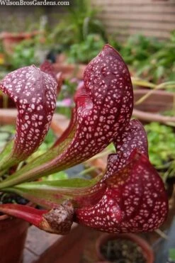 Scarlet Belle Pitcher Plant (Sarracenia) - 2.5 Quart Pot -Stylish Garden Plant Store sarracenia scarlet belle pitcher plant 5