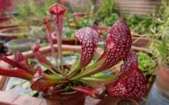 Scarlet Belle Pitcher Plant (Sarracenia) - 2.5 Quart Pot -Stylish Garden Plant Store sarracenia scarlet belle pitcher plant 6