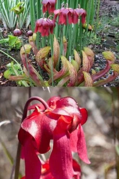 Scarlet Belle Pitcher Plant (Sarracenia) - 2.5 Quart Pot -Stylish Garden Plant Store sarracenia scarlet belle pitcher plant 8