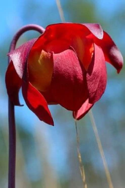 Scarlet Belle Pitcher Plant (Sarracenia) - 2.5 Quart Pot -Stylish Garden Plant Store sarracenia scarlet belle pitcher plant 9