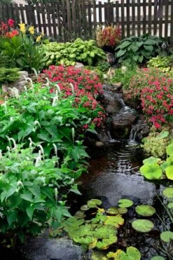 Lizard's Tail Swamp Lily (Saururus Cernuus) - 8 Pack Of 1 Gallon Pots -Stylish Garden Plant Store saururus cernuus lizards tail swamp lily 8