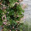 Rose Sensation Pink Climbing Hydrangea Vine - 1 Gallon Pot -Stylish Garden Plant Store schizophragma hydrangeoides rose sensation climbing hydrangea 101