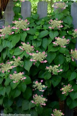 Rose Sensation Pink Climbing Hydrangea Vine - 1 Gallon Pot -Stylish Garden Plant Store schizophragma hydrangeoides rose sensation climbing hydrangea 104
