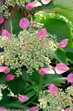 Rose Sensation Pink Climbing Hydrangea Vine - 1 Gallon Pot -Stylish Garden Plant Store schizophragma hydrangeoides rose sensation climbing hydrangea 105